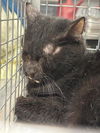 adoptable Cat in  named *DANTE