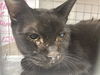 adoptable Cat in  named *KEYSTONE