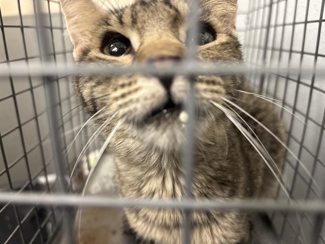 adoptable Cat in Las Vegas, NV named *PRECIOUS