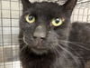 adoptable Cat in  named *SYMBOL