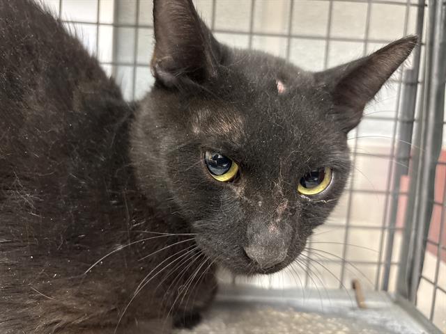 adoptable Cat in Las Vegas, NV named *HERCULES
