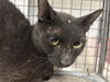 adoptable Cat in  named *HERCULES