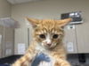 adoptable Cat in  named *CARNELIAN