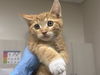 adoptable Cat in  named *JASPER