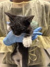 adoptable Cat in  named *LOVELY