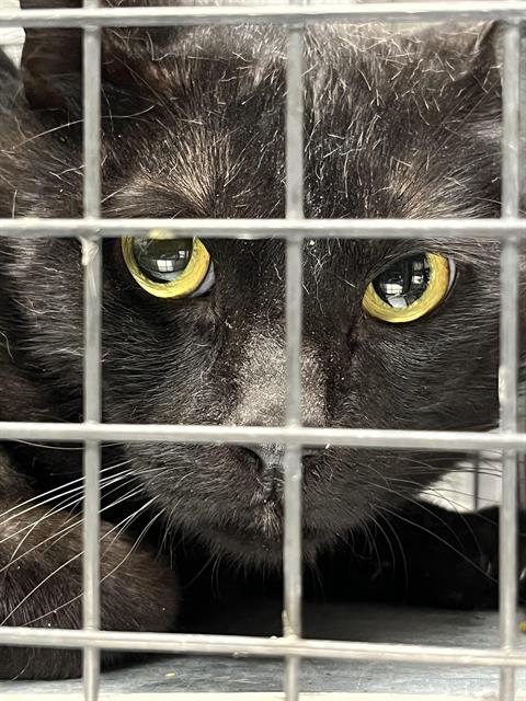 adoptable Cat in Las Vegas, NV named SHADOW