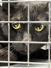 adoptable Cat in  named SHADOW