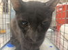 adoptable Cat in  named *BULDAK