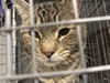 adoptable Cat in  named FAT HEAD