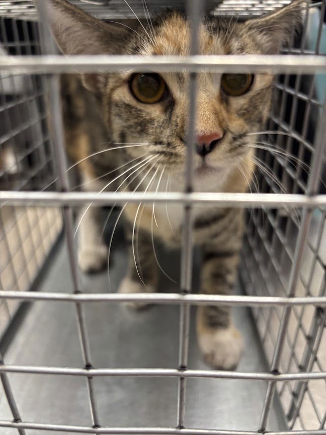 adoptable Cat in Las Vegas, NV named *PURRR