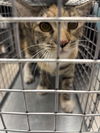 adoptable Cat in  named *PURRR