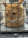 adoptable Cat in  named SIMBA