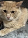 adoptable Cat in  named ROMEO