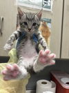 adoptable Cat in  named *STERLING