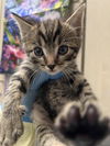 adoptable Cat in  named *TURQUOISE