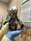 adoptable Cat in  named *SAPPHIRE