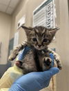 adoptable Cat in  named *RUBY