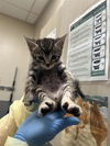 adoptable Cat in  named *AMETHYST