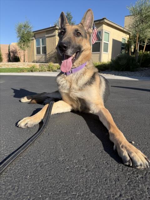 DODGER Image