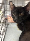 adoptable Cat in  named *TROUBLE