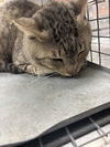 adoptable Cat in  named *JAXX