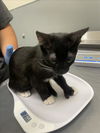 adoptable Cat in  named *SPARKY
