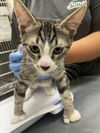 adoptable Cat in  named *STITCH