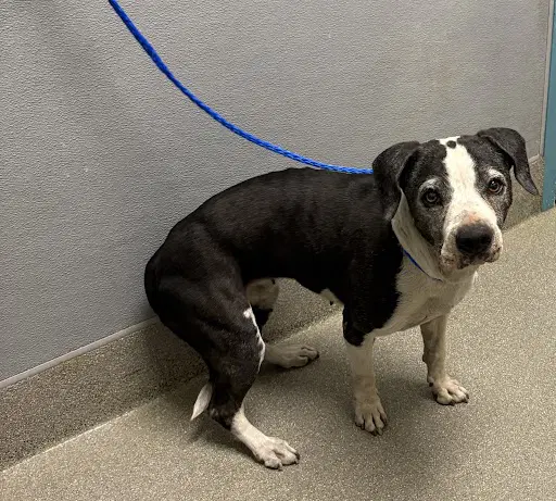 Brooklyn - Pit Bull Terrier