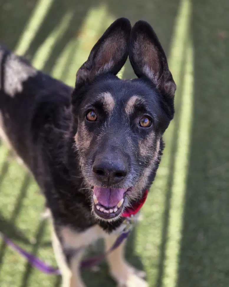 Max - German Shepherd Dog