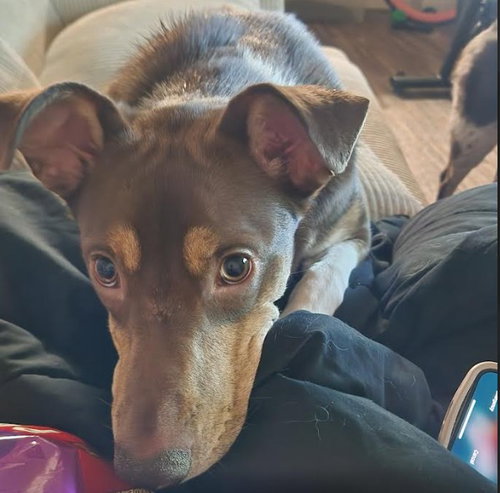 *XENO - Australian Kelpie available for adoption