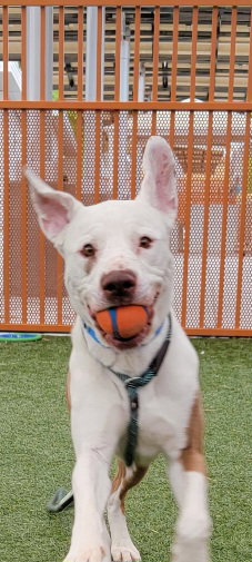 TAMATAO - Pit Bull Terrier / Boxer available for adoption