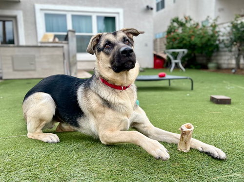 *MILLER - German Shepherd Dog available for adoption