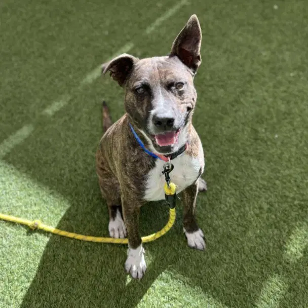 Bolt - Pit Bull Terrier