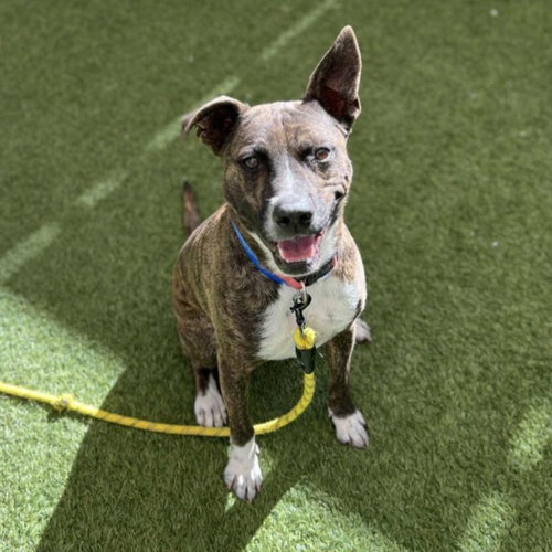 BOLT - Pit Bull Terrier available for adoption