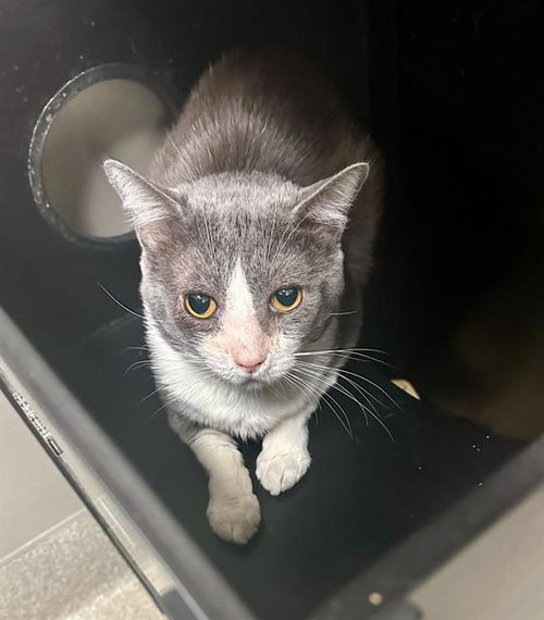 picture of the cat needing adoption