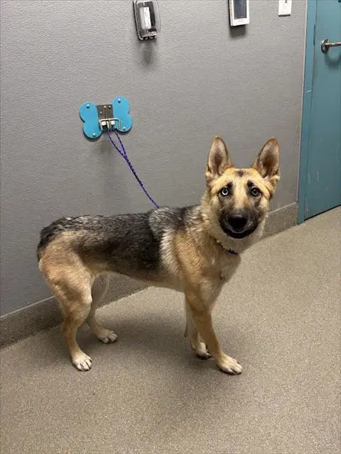 Starbucks - German Shepherd Dog