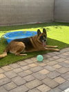 *CHIEF - Photo 1