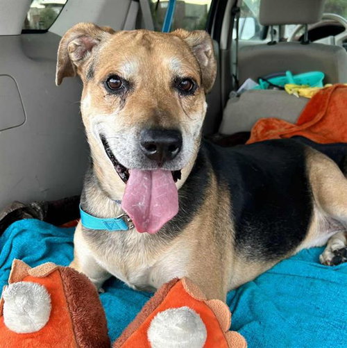 ROCKY - German Shepherd Dog available for adoption