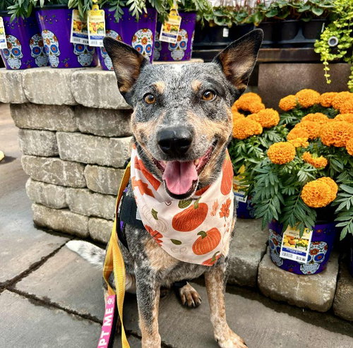 *NED - Australian Cattle Dog/Blue Heeler available for adoption