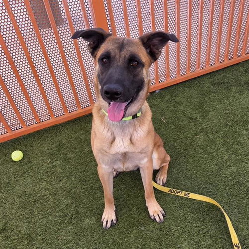 *LEMON - German Shepherd Dog available for adoption