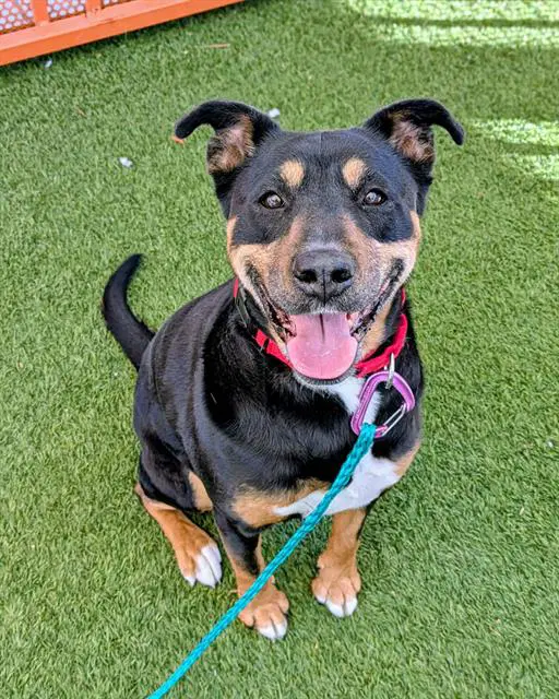 Nala - Rottweiler