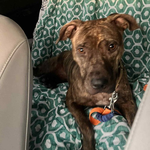 picture of the dog needing adoption