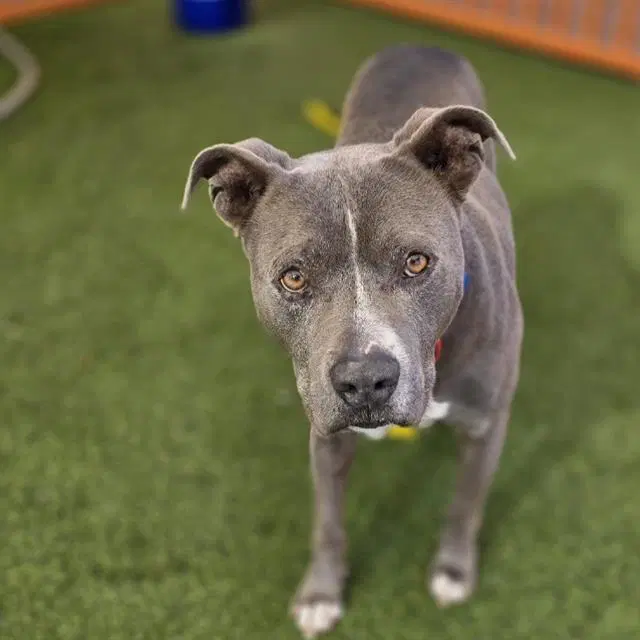 Loso - Pit Bull Terrier