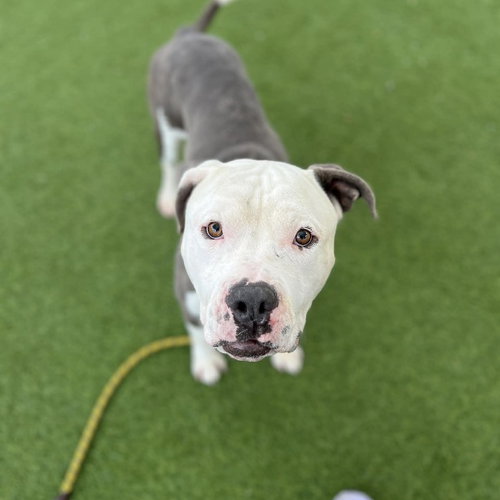 picture of the dog needing adoption