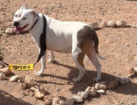HONEY - Pit Bull Terrier available for adoption