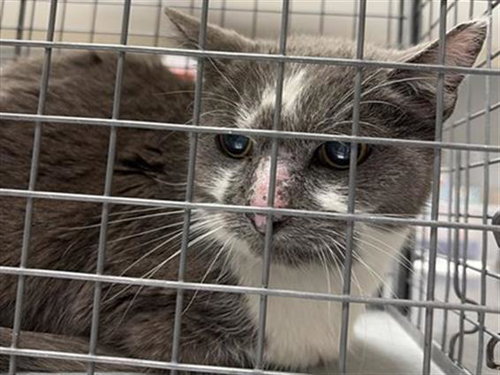 picture of the cat needing adoption