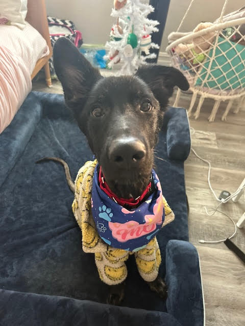 *SO FLY - German Shepherd Dog available for adoption