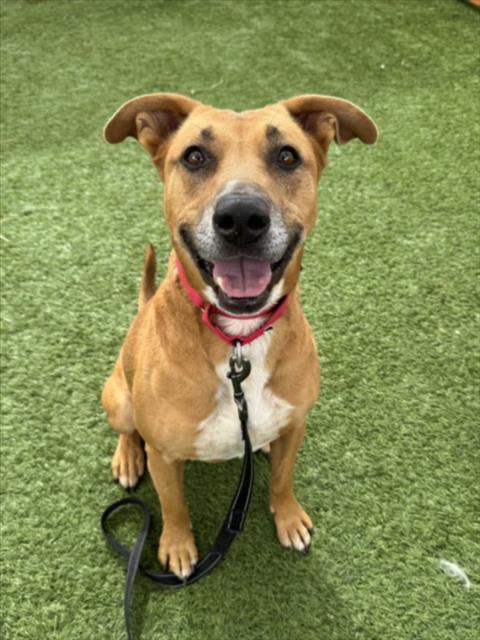 LUNA - Pit Bull Terrier available for adoption