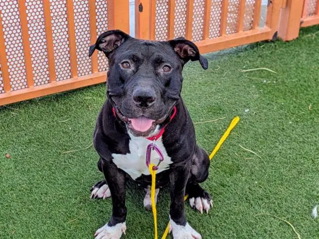 Shadow - Pit Bull Terrier
