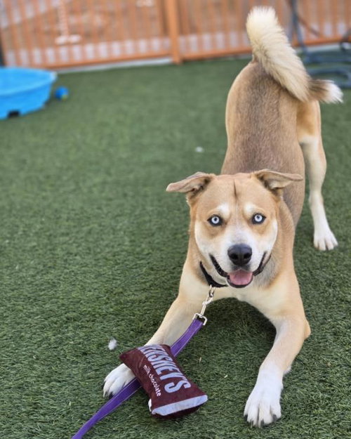 picture of the dog needing adoption